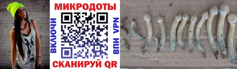 Галлюциногенные грибы Cubensis  Купить закладки  Губкин 